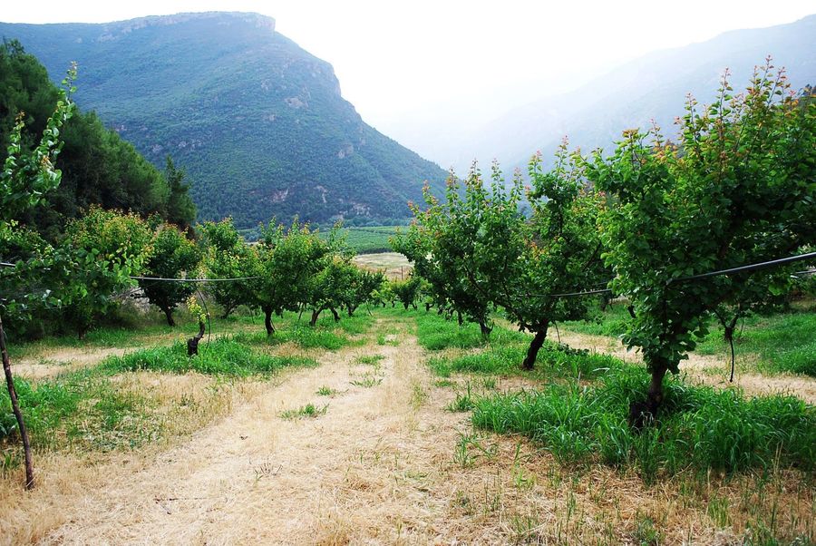 rows of pomegranate trees at Drupes crops in the background of blue sky and mountains